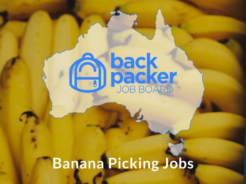 Banana Picking Jobs