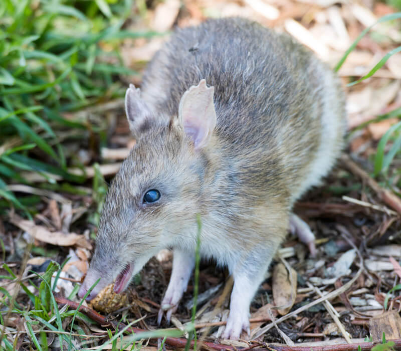 Where can I find a Bilby in Australia?