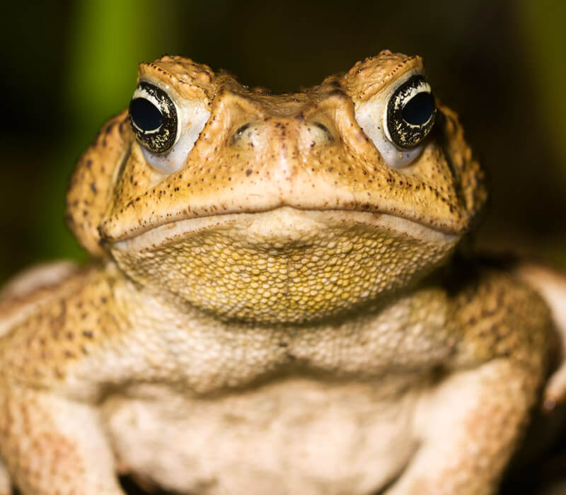 Where can I find a Cane Toad in Australia?