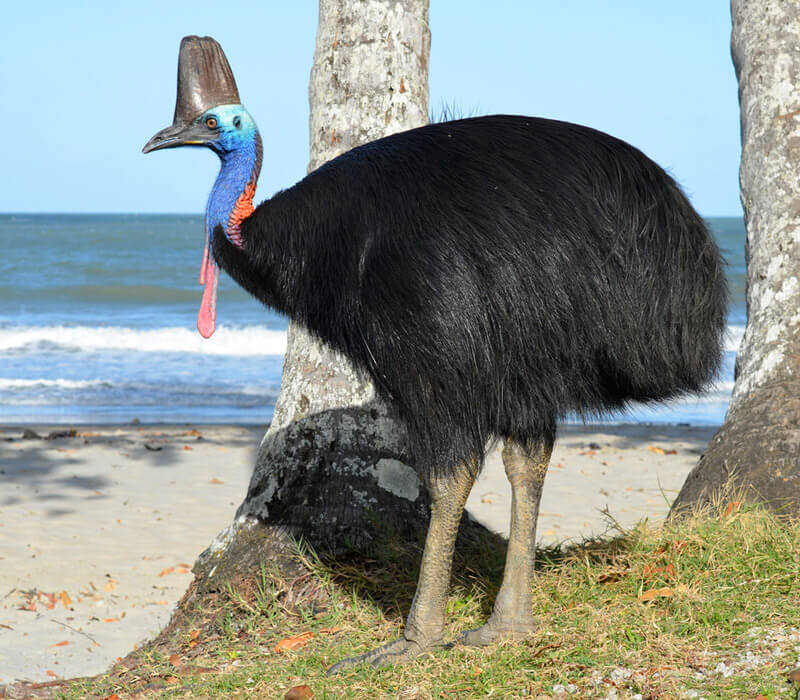 Where can I find a Cassowary in Australia?