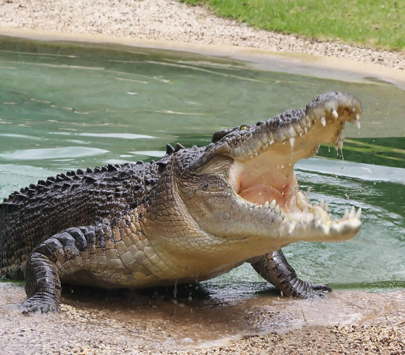 Where can I find a Crocodile in Australia?