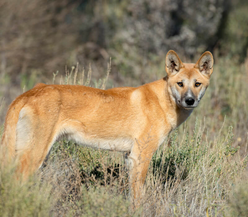 Where can I find a Dingo in Australia?