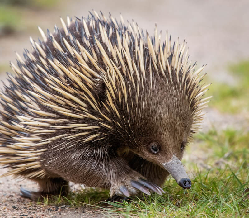 Where can I find a Echidna in Australia?