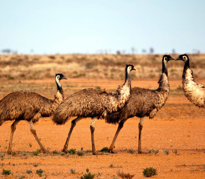 Where can I find a Emu in Australia?