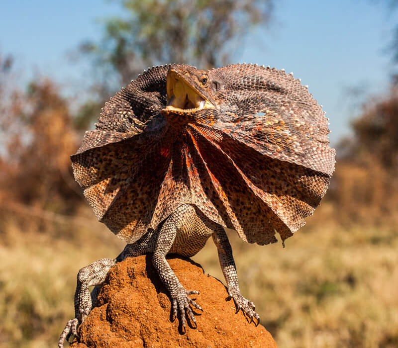 Where can I find a Frill-necked lizard in Australia?