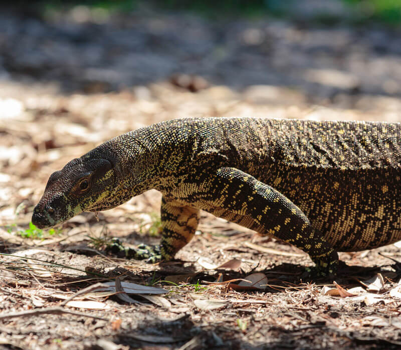 Where can I find a Goanna in Australia?