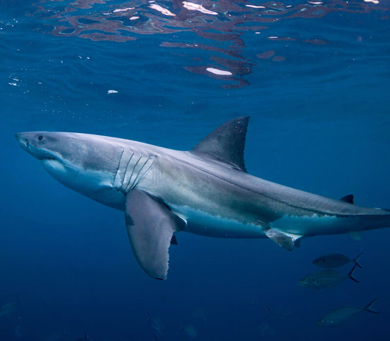 Where can I find a Great White Shark in Australia?