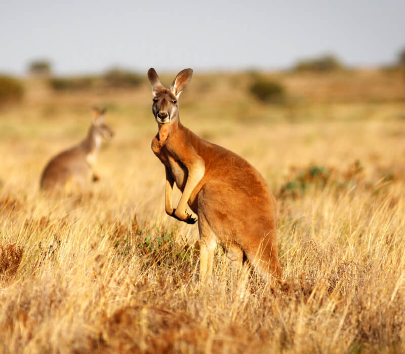 Where can I find a Kangaroo in Australia?