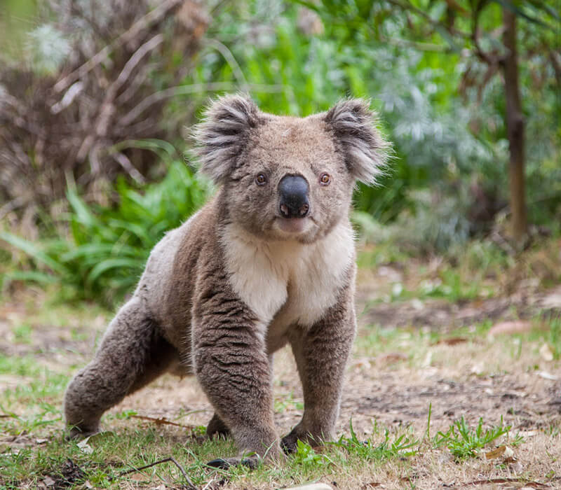 Where can I find a Koala in Australia?