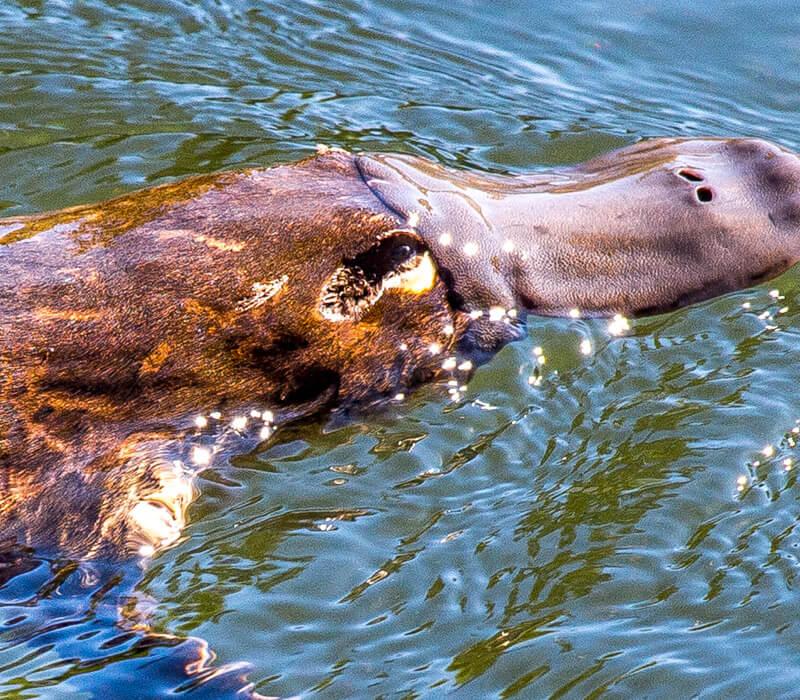 Where can I find a Platypus in Australia?