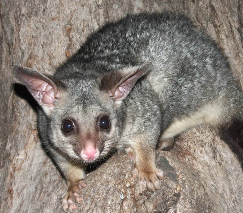 Where can I find a Possum in Australia?