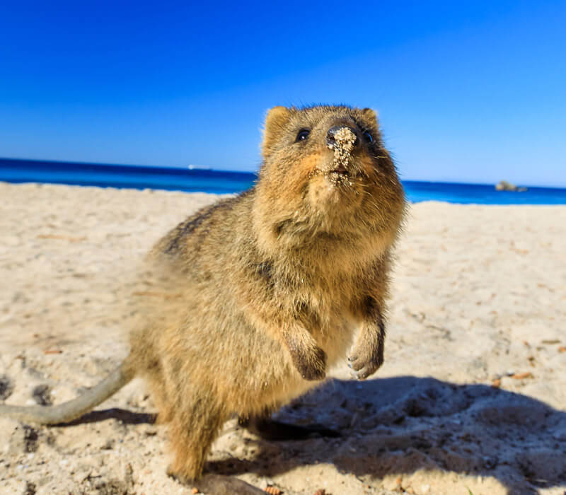 Where can I find a Quokka in Australia?