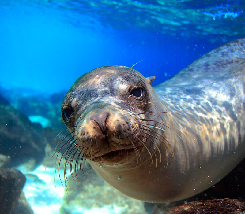 Where can I find a Sea lion & Seal in Australia?
