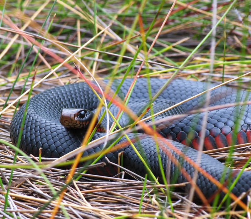Where can I find a Snake in Australia?