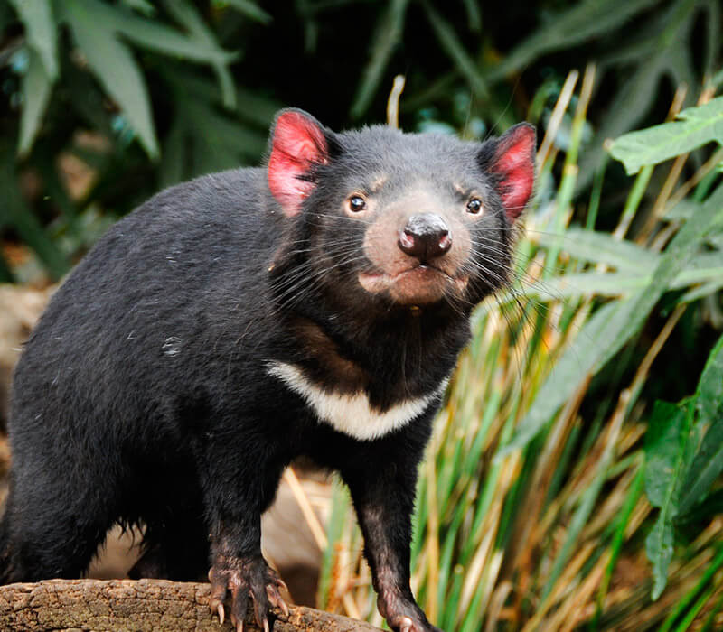 Where can I find a Tasmanian devil in Australia?