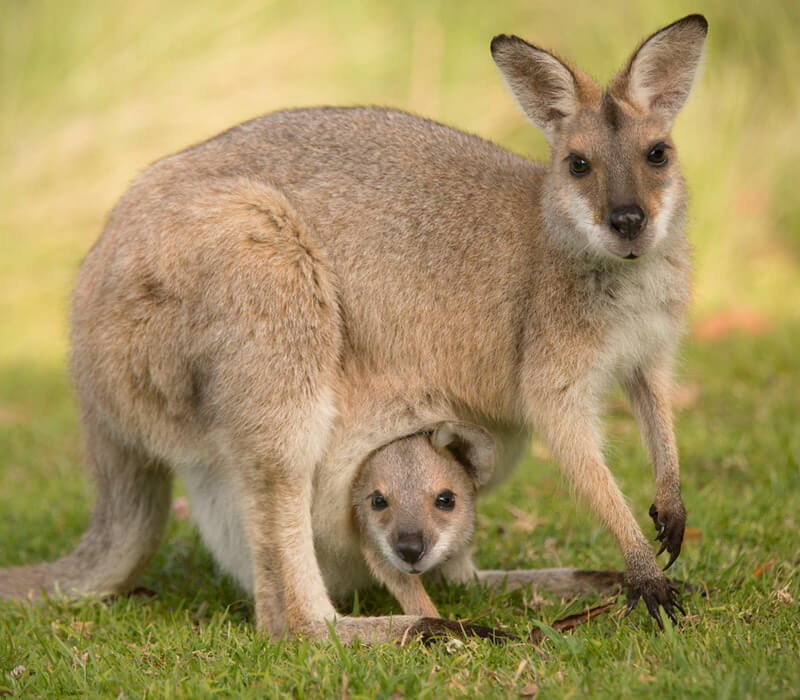 Where can I find a Wallaby in Australia?