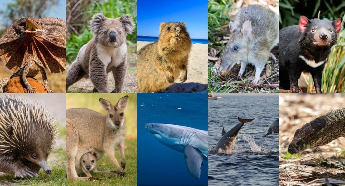 Where can I see Australia’s most famous animals?