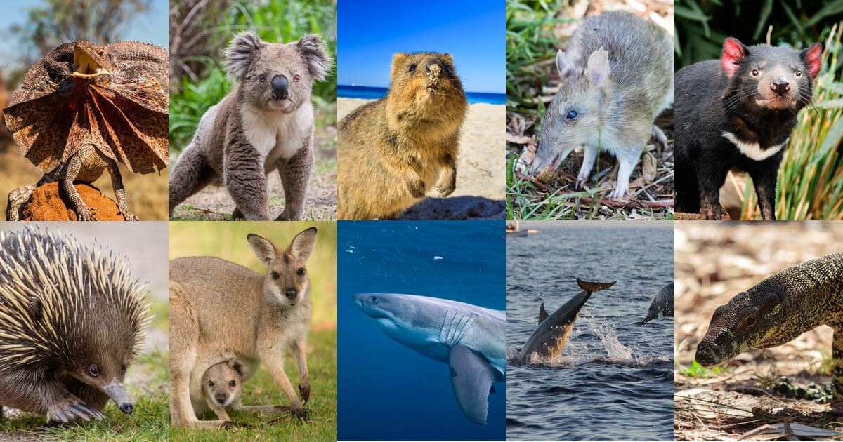 Best places to meet Australia's famous animals