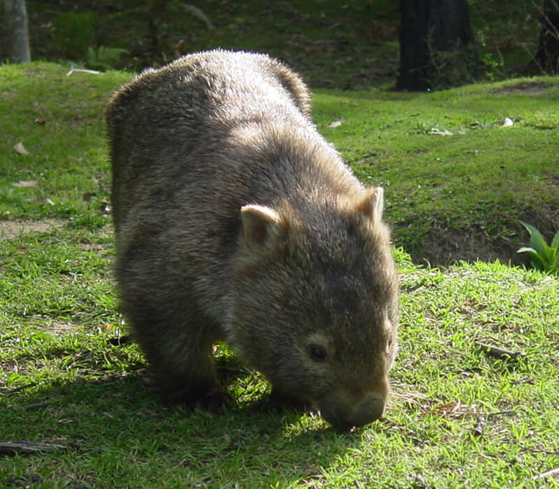 Where can I find a Wombat in Australia?