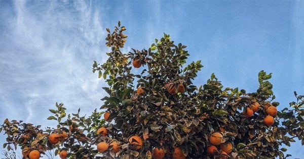 10 Most Popular Fruit Picking Jobs in Australia