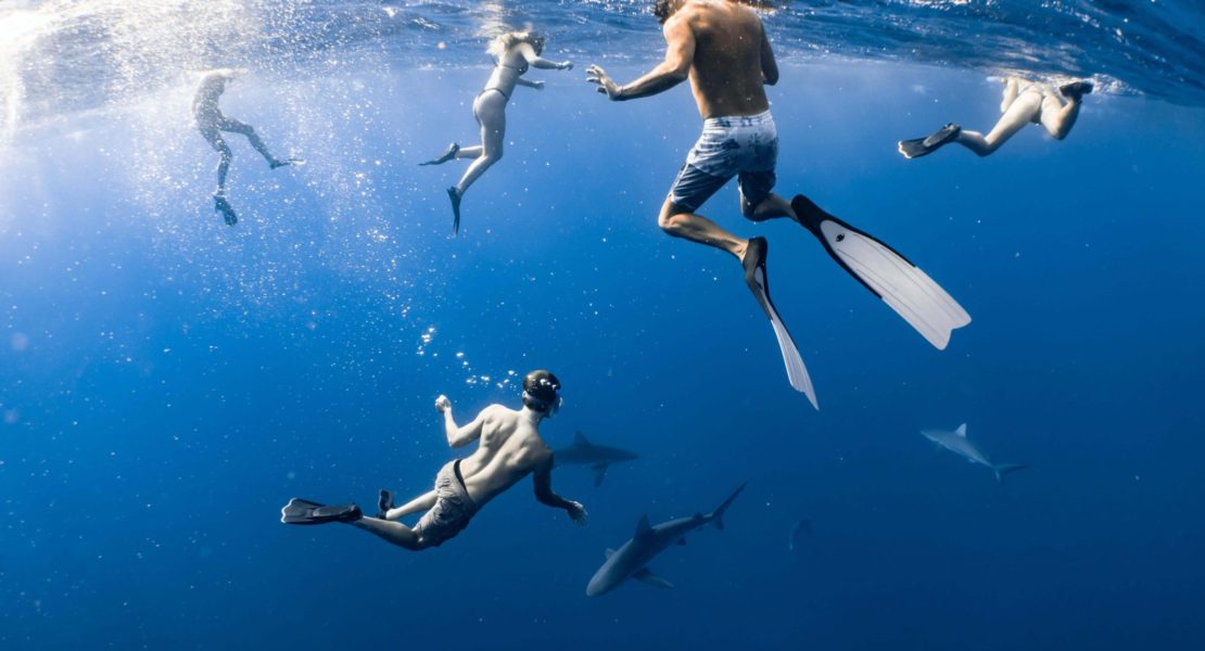 Where can I swim with sharks in Australia?