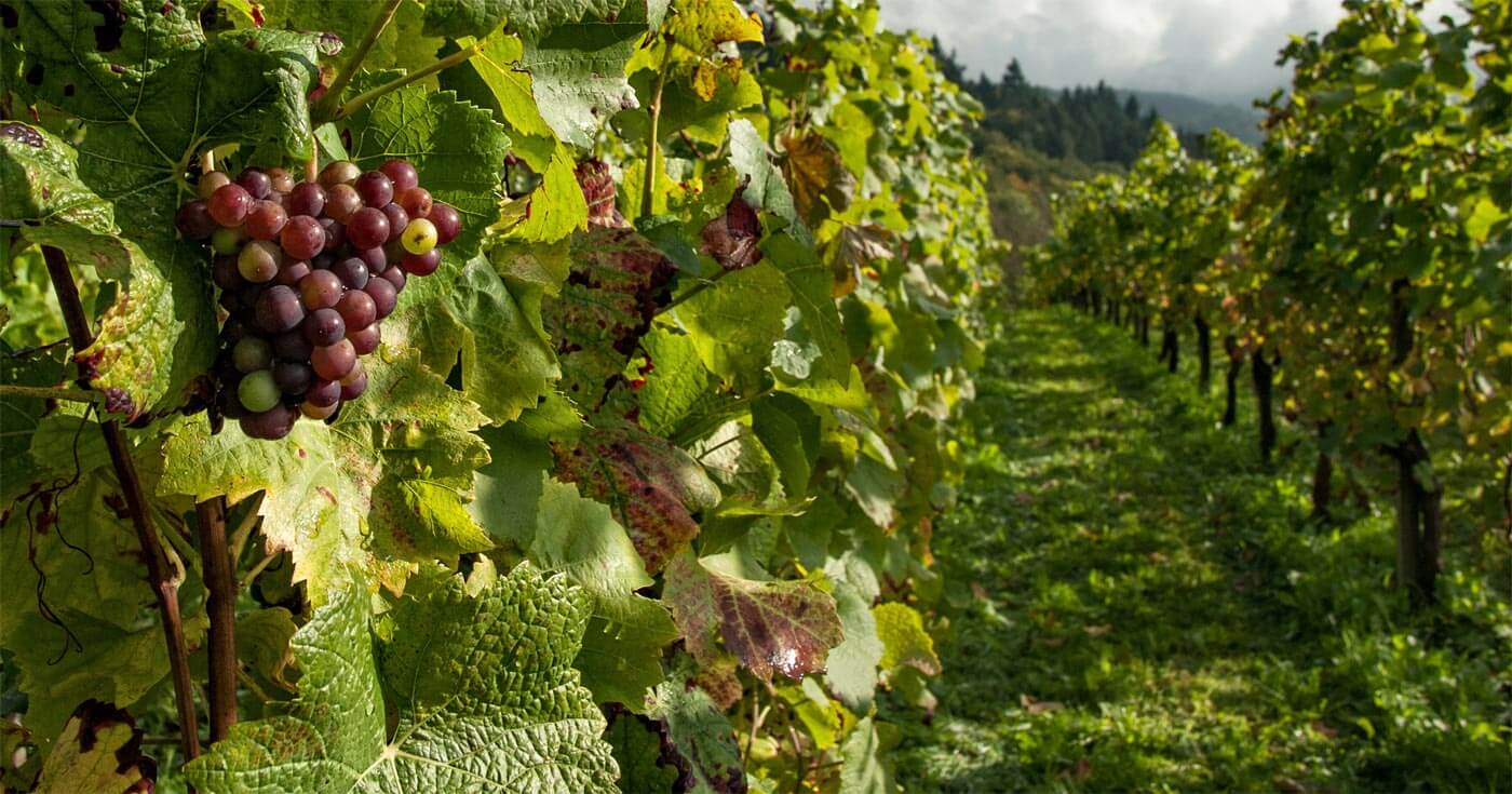 How Much Can I Earn Fruit Picking