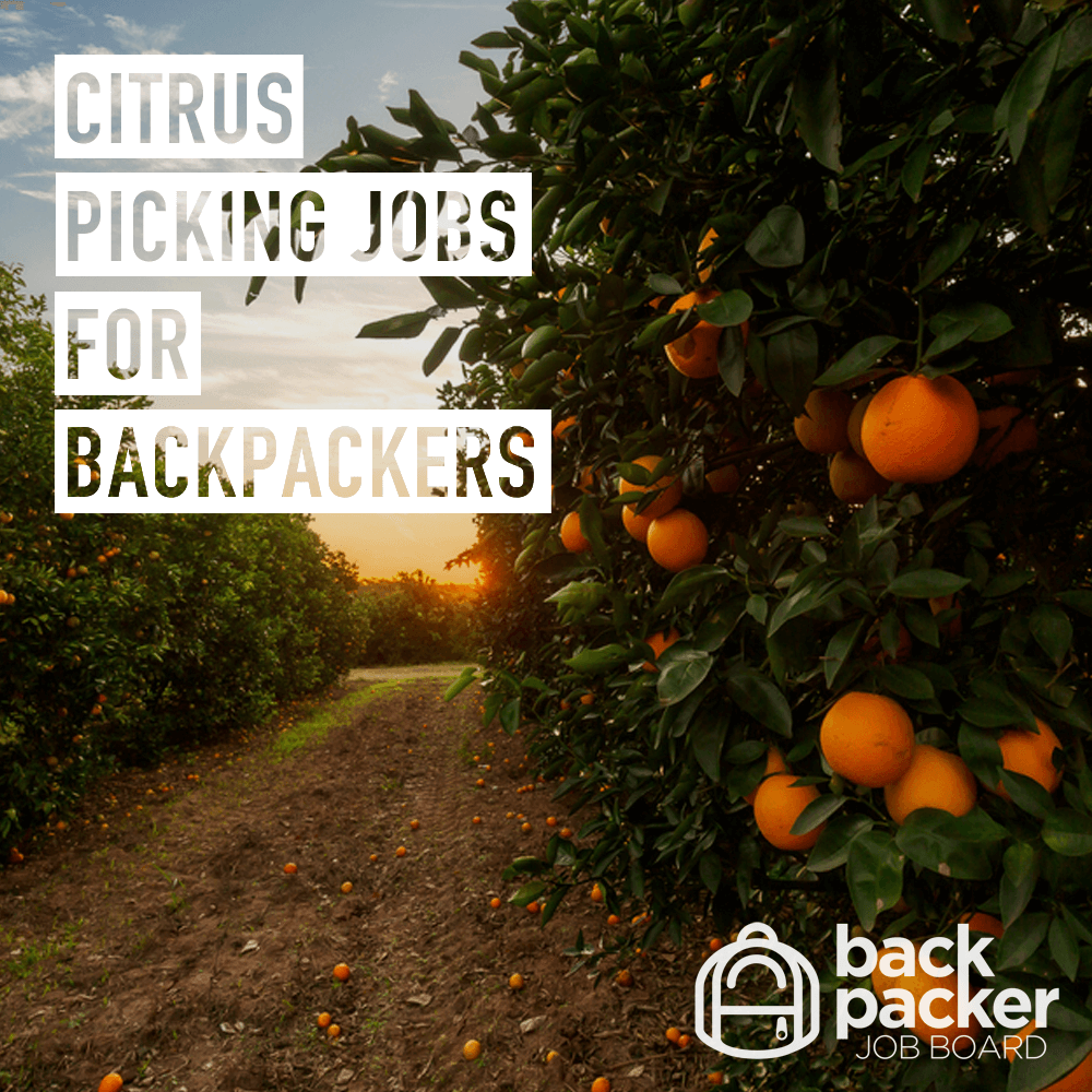 Citrus Picking Jobs