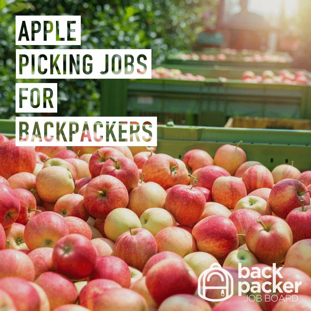 Apple picking jobs