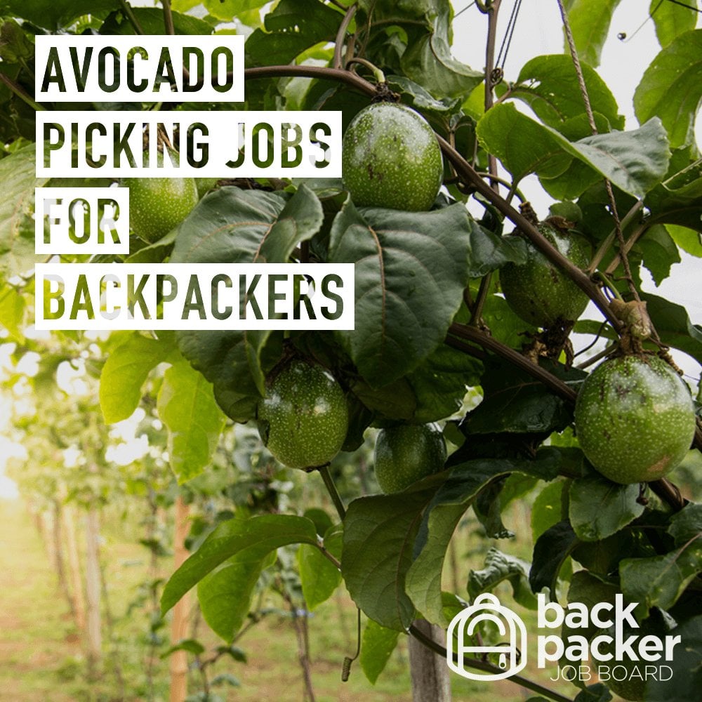 Avocado Picking Jobs