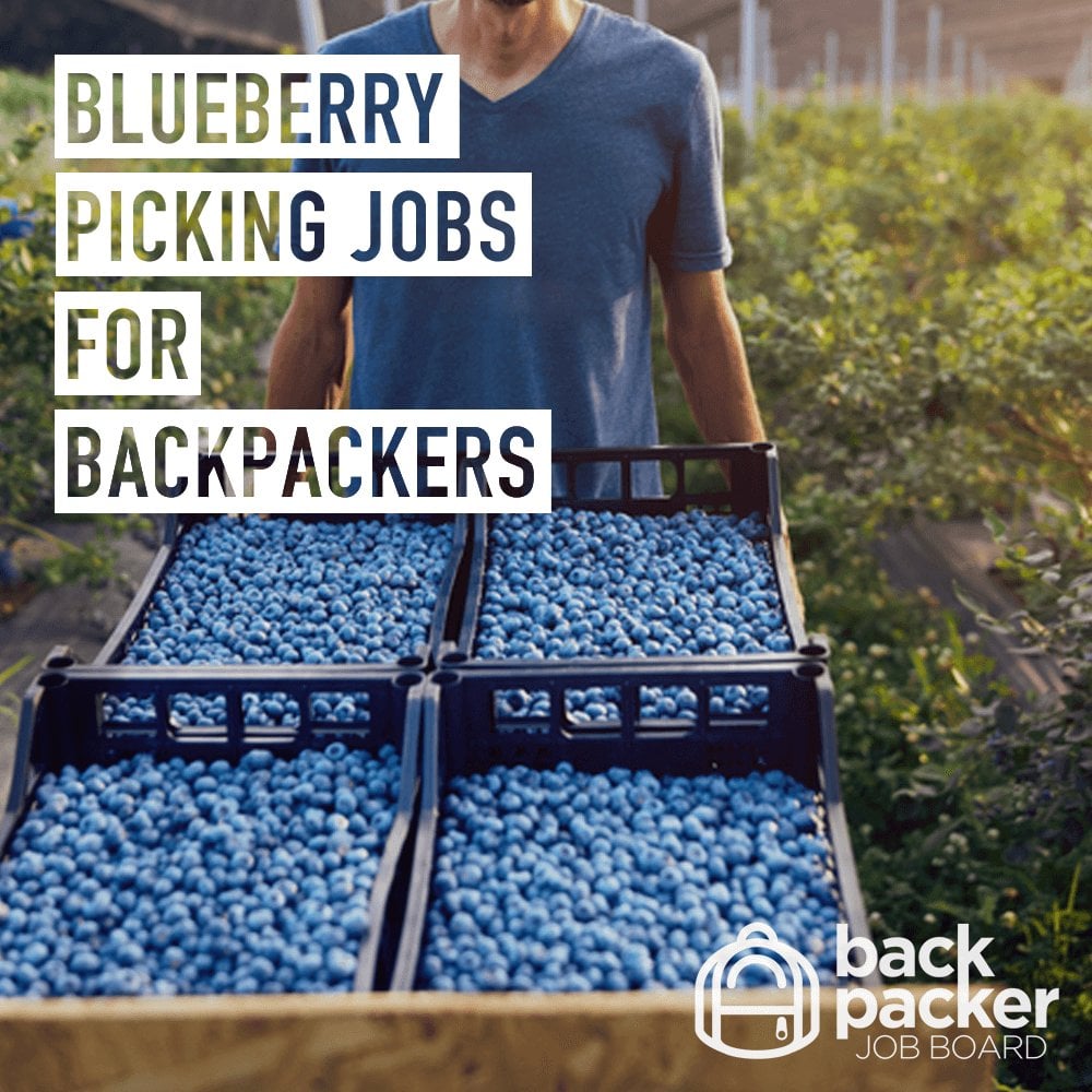 Blueberry Picking Jobs