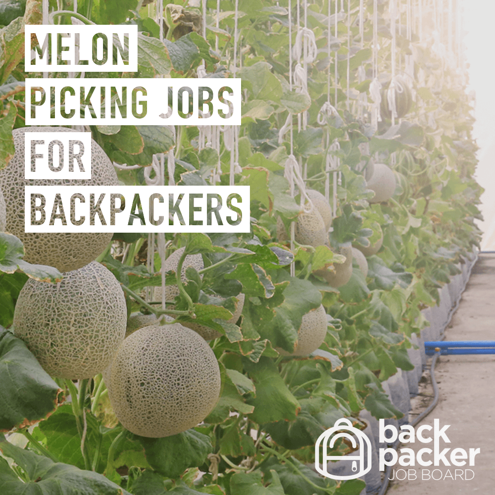 Melon picking jobs