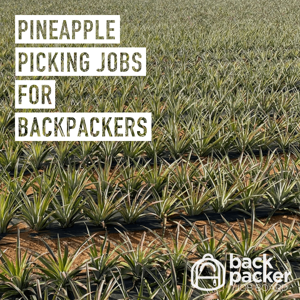 Pineapple picking jobs