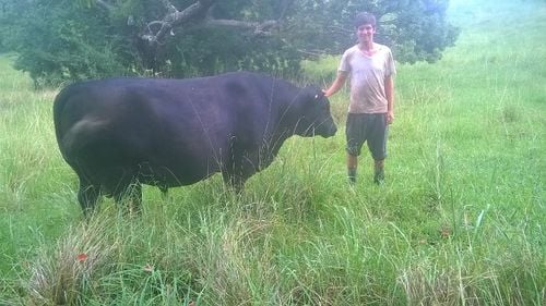 Farmhand Internship Beef Cattle