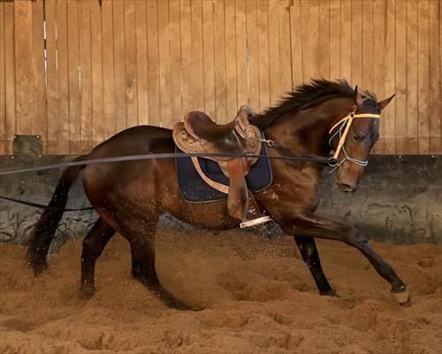 Horse Stablehands Require (sydney)