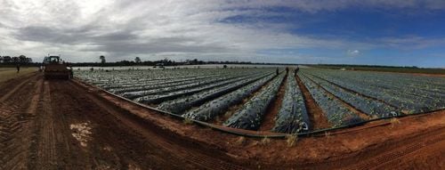 Strawberries Farm Work Available For Second Year Visa Sign Off
