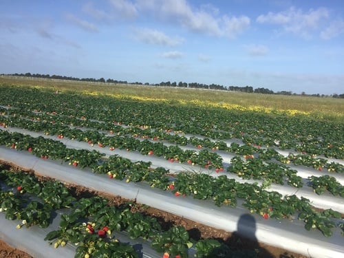 Strawberry Picking Adelaide