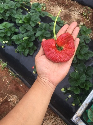 Cutting And Picking Strawberry, Inculded 2nd Year Visa!