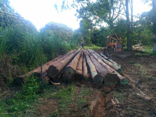 Logging/foresty Labourer