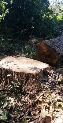 Logging/foresty Labourer