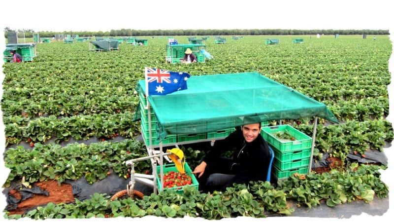 Strawberry Planting! This Farm Is One Of The Biggest In Queensland  Wanted Hard Wokers Ready For New