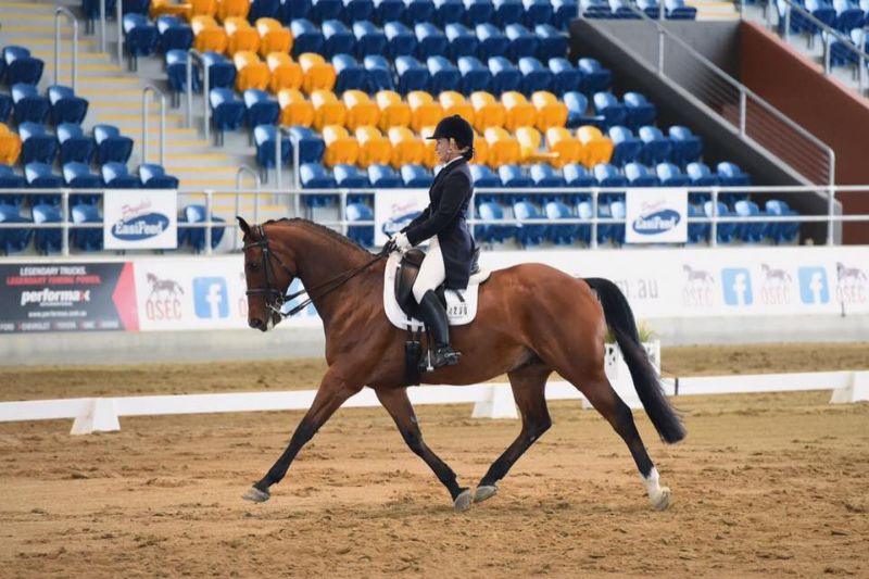 Dressage Riding Position Or Carriage Driving Position