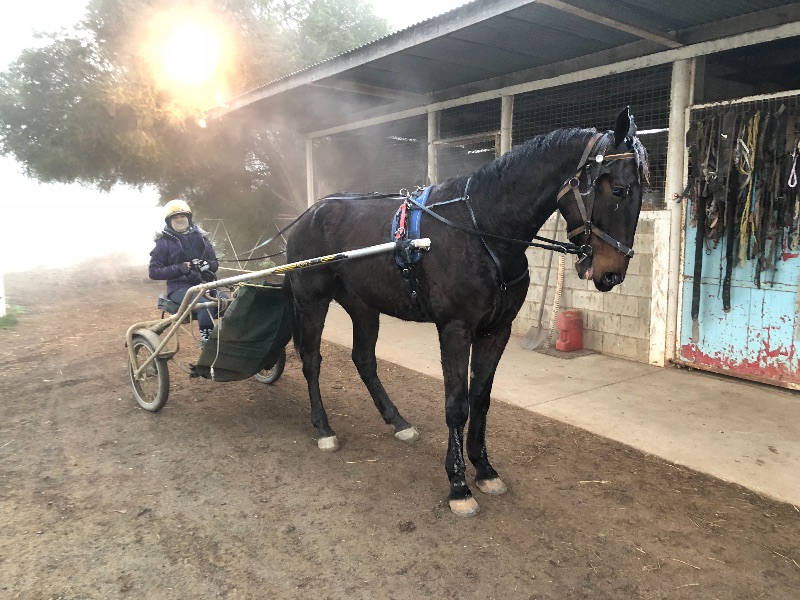 Stable Hand Position On A Harness Racing Stables