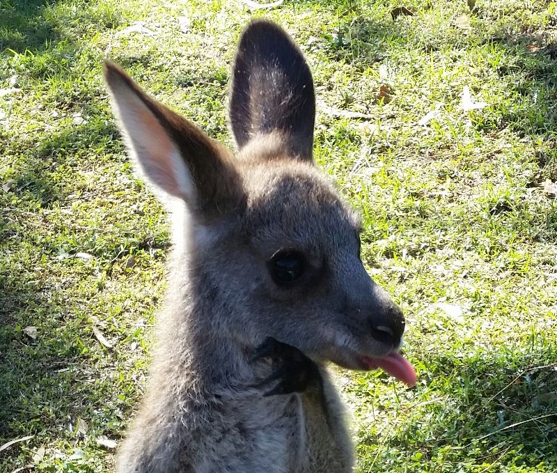 Volunteer At Our Kangaroo Sanctuary