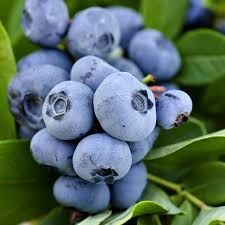Blueberry Pickers Wanted Immediately - Coffs Harbour
