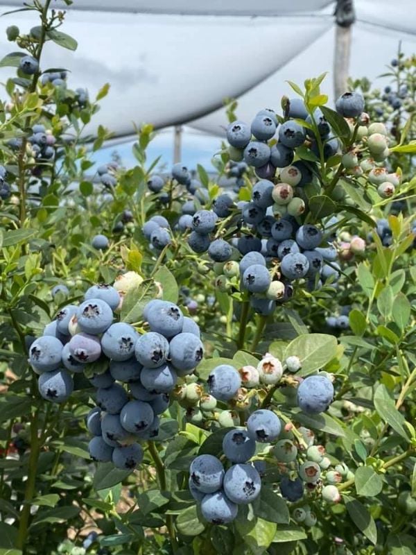 Blueberry Picking In Coffs Haubour