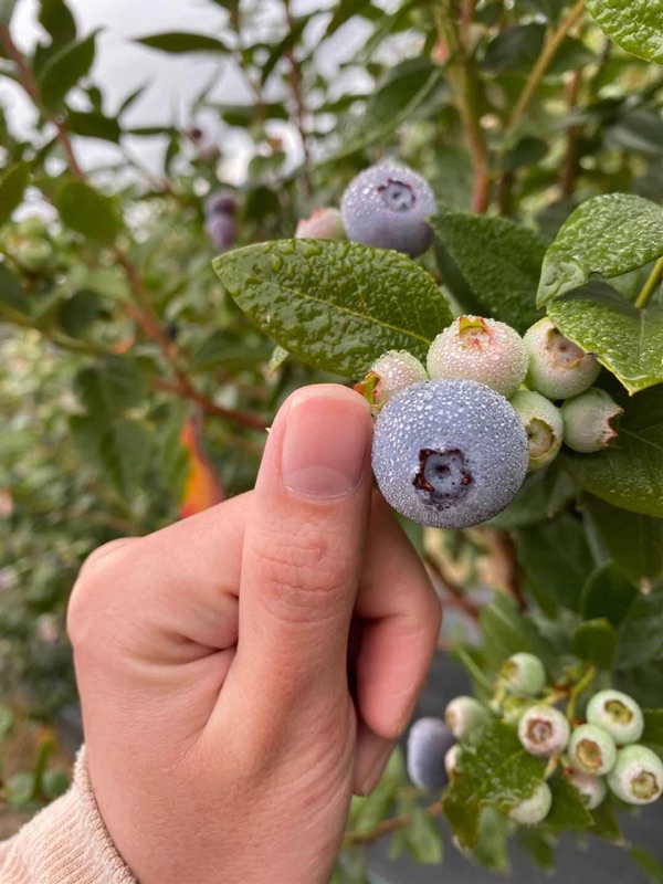 Blueberry Farm Vacancy