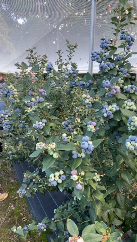 Blueberry Farm In Coffs Harbour (weekly $700 - $1000)