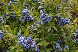 Blueberries Pickers Needed Asap In Coffs Harbour