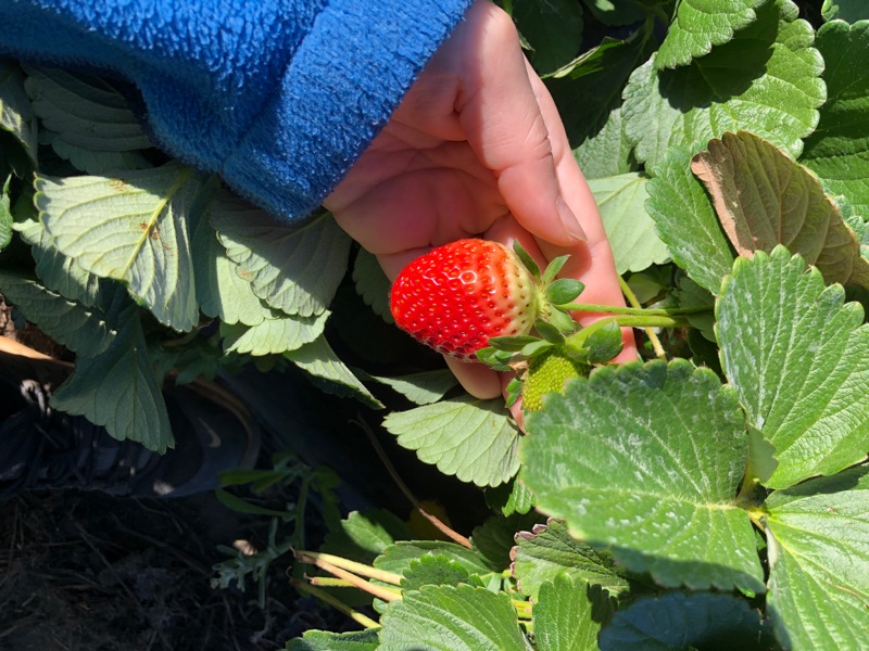 Strawberries Farm