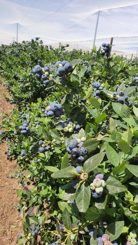 Blueberry Picker - High Season Grafton